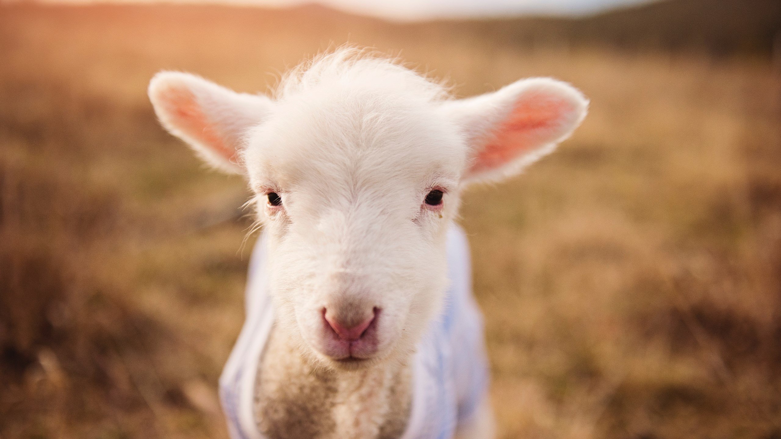 中国队决赛精彩瞬间成为赛场焦点,中国队进决赛