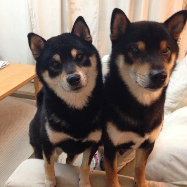 女子篮球引入专业营养师辅助科学饮食规划，女子篮球运动员的选拔标准