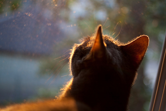 特斯·冯·迪克：展现中场指挥官风采，主宰比赛节奏，冯·迪特里施