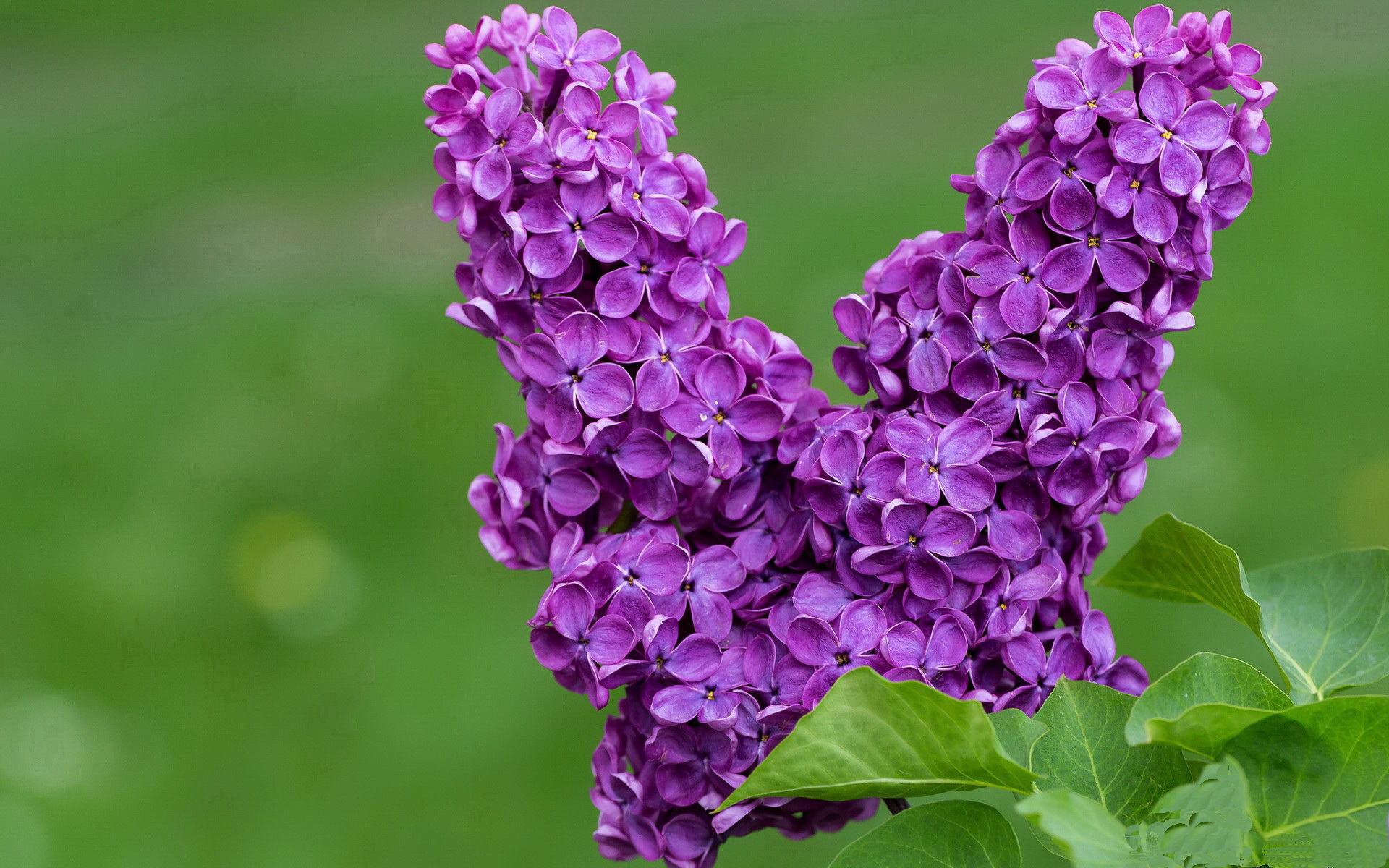 羽毛球训练科学饮食建议获专家认可，羽毛球的科学锻炼方法及注意