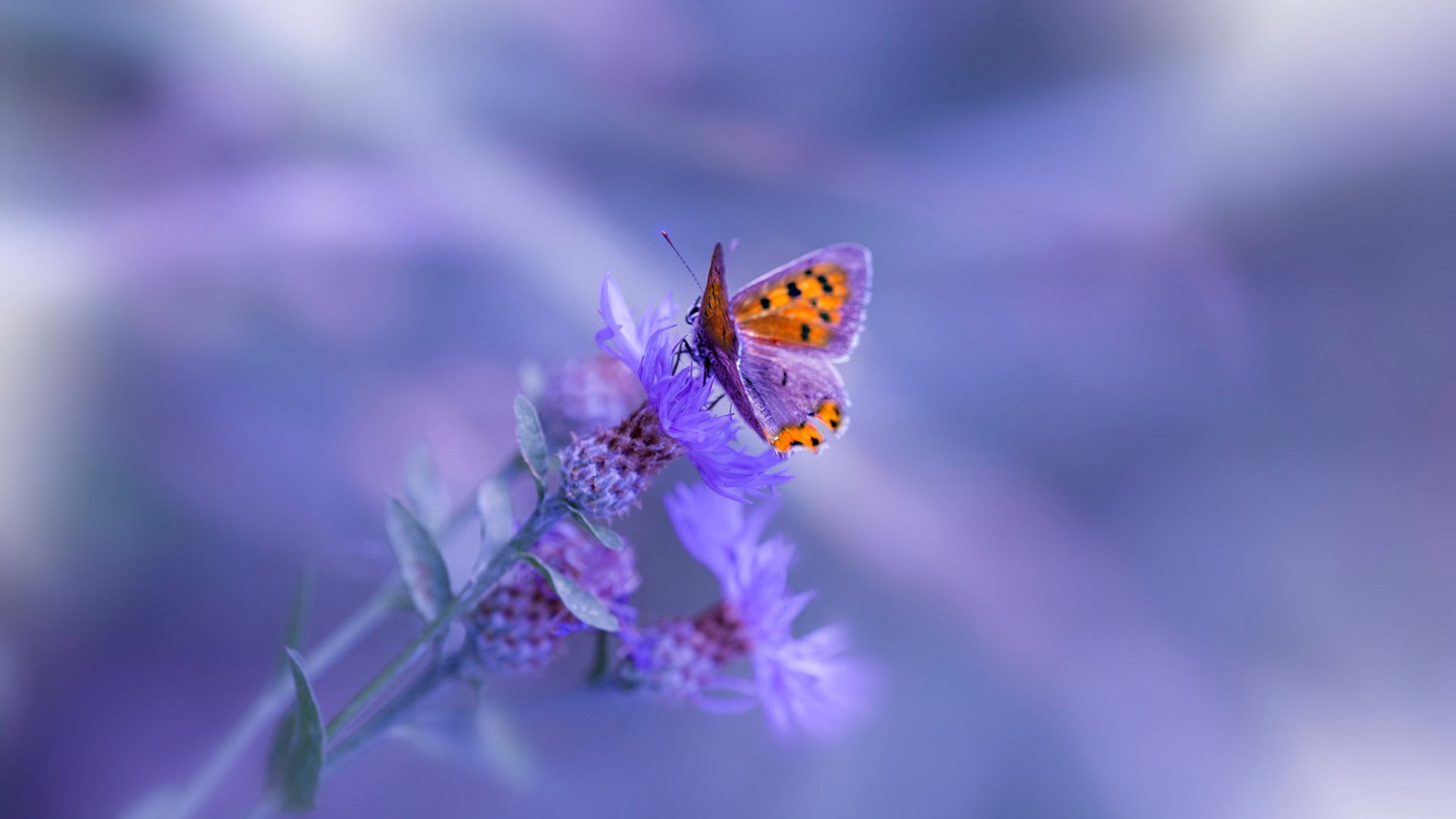 跳水动作连贯性增强,稳定性提升,跳水连续动作