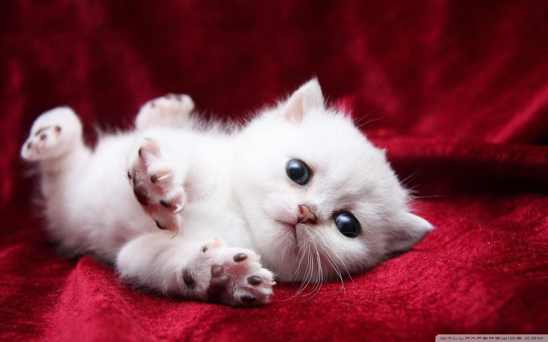 CBA转会市场风起云涌：广东瞄准萨姆纳，京队老将退役，上海觊觎法耶